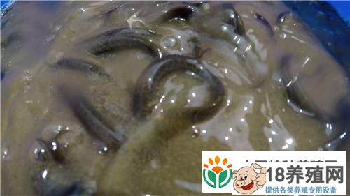 湖南永州卞国民一斤泥鳅卖出325元的财富秘密
