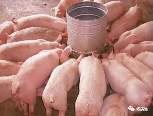 猪中暑的主要症状是什么？猪中暑应该怎么治疗？
