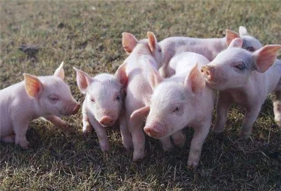 猪价连续8年上涨，猪肉再次破30元/斤大关！农民买不起，还被敲竹杠！
