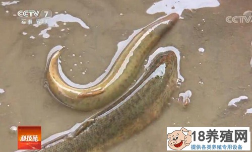 土泥鳅和台湾泥鳅杂交繁育的秘密