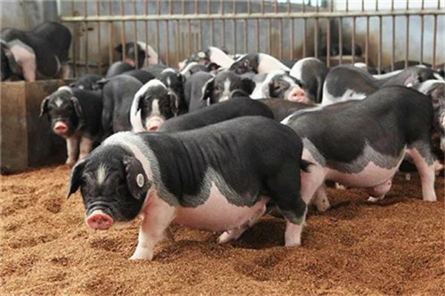 饲料涨价对养猪影响有限？
