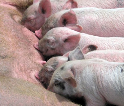 猪在冬天常见的疾病有哪些？