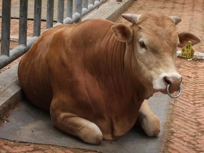 养牛越多越瘦。他们可能有什么病？
