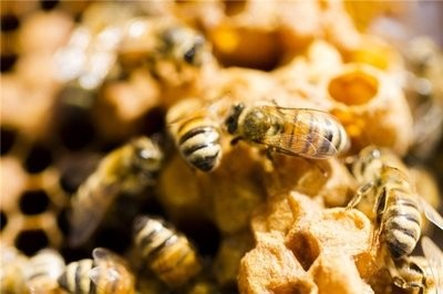 养蜂人冬天应该注意什么？