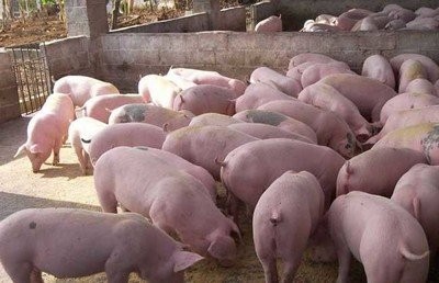 温室养猪有什么利弊？如何搭建猪舍？
