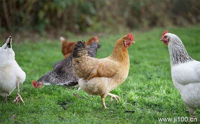 养鸡的农民应该如何应对持续的阴雨天气？
