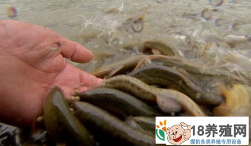 练飞健美泥鳅养成记,亩产5000斤泥鳅有高招！
