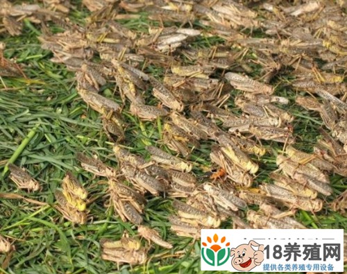 饲养和管理蝗虫的经验
_昆虫养殖(养蚂蚱的技巧)
