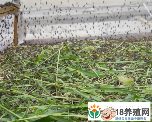 饲养和管理蝗虫的经验
_昆虫养殖(养蚂蚱的技巧)