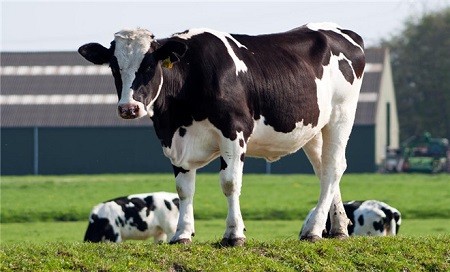 奶牛人工诱导泌乳技术

