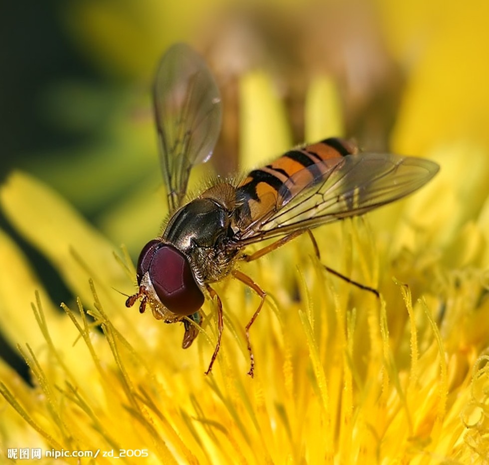 蜜蜂如何快速造脾？
