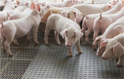 山东:猪肉价格连续四周下跌，生猪产能持续回升！
