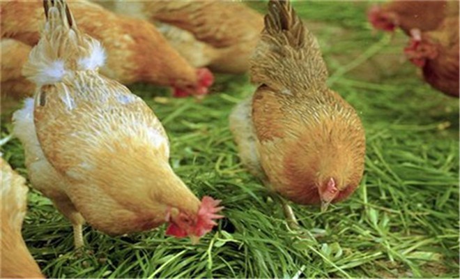 散养鸡的营养需求是什么

