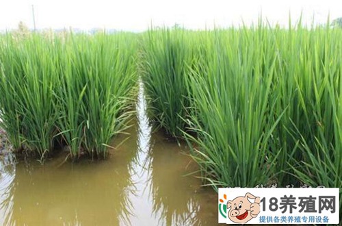 种一亩稻田能赚4万元！你能相信吗？
_水产养殖(养泥鳅的技巧)