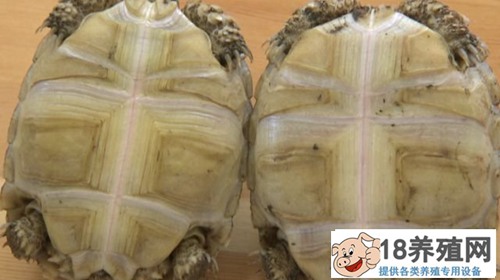 苏卡达陆龟嚼鱼骨吃臭果 奇招养陆龟(3)