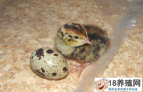鹌鹑蛋是怎么孵化的
_禽类养殖(养鹌鹑的技巧)