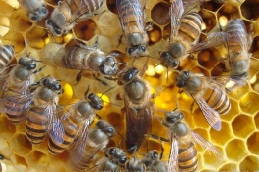 中国蜜蜂应该什么时候穿过盒子？
