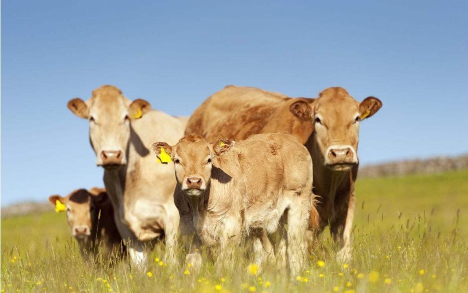 用稻草饲养肉牛有哪些注意事项？
