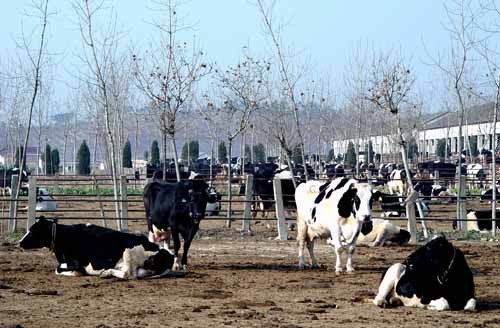 宁夏农垦和伊犁建设5万头奶牛养殖基地项目正式启动
