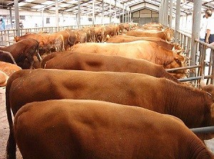 云南出台九项扶持肉牛产业发展措施！新肉牛超过3万头的县将获得最多500万头的奖励
