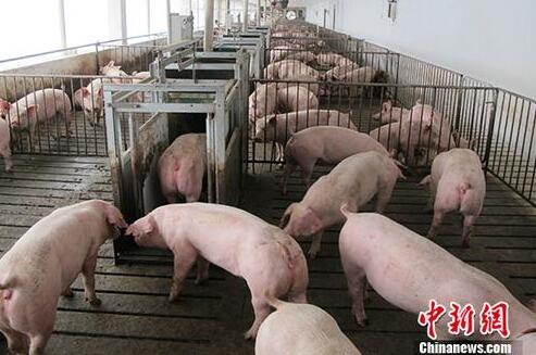 两个部门:允许“建设”生猪和生猪养殖用地更容易获得