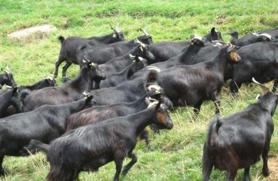 黑山羊配种羊的选择，以及如何配种黑山羊。
