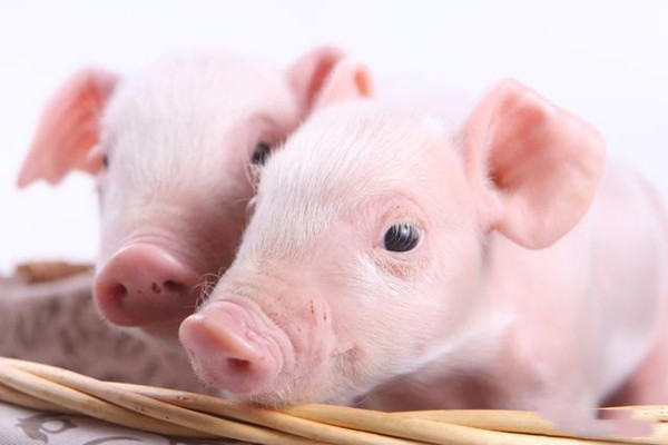 5月下旬，生猪价格止跌回升。农民可以放松！
