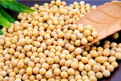 淡季，豆粕遭遇了对香港构成严重压力的进口大豆
