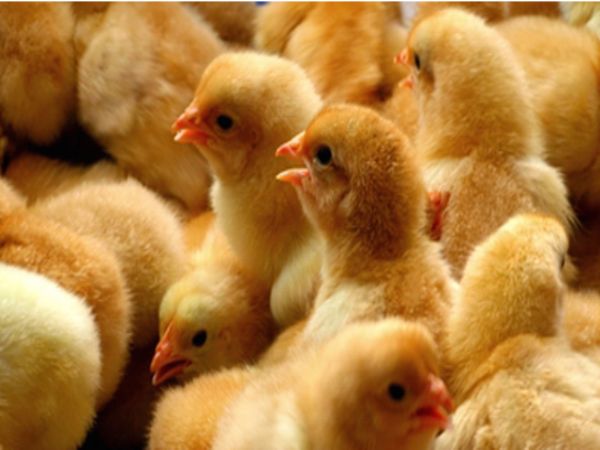 鸡的销量什么时候见底反弹？这两家上市公司5月份的销售收入同比下降了70%以上
