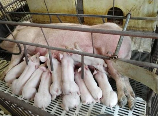 养猪微型教室▏每只小猪平均消耗多少公斤教材？

