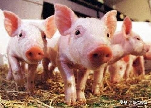 猪饲料能加葡萄糖吗？
