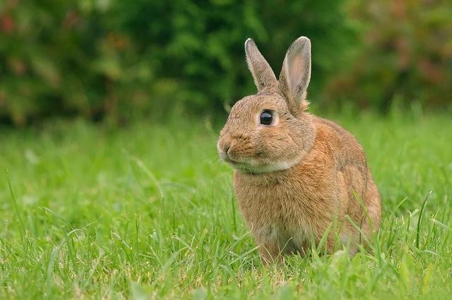 如何让兔子在秋天产出更多优质的兔子？

