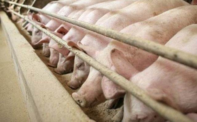 母猪拒绝喂小猪怎么办？有哪些原因和处理措施？
