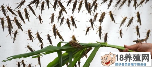 如何饲养蚱蜢
_昆虫养殖(养蚂蚱的技巧)