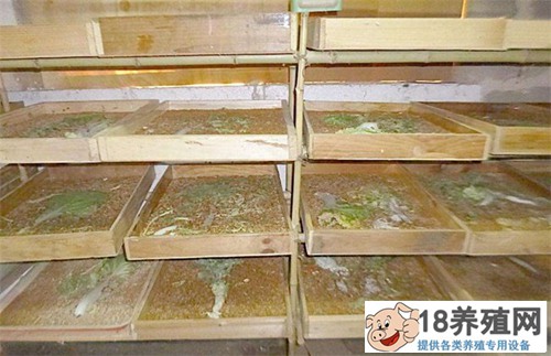 如何饲养黄粉虫
_昆虫养殖(养黄粉虫的技巧)