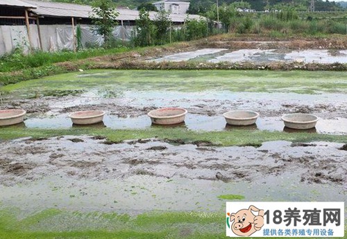 水蚯蚓养殖前景好，效益高，收入1.2万元
_昆虫养殖(养蚯蚓的技巧)