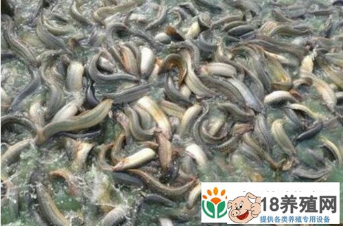 来安县王涛300亩水塘养泥鳅一年纯收入六七十万元