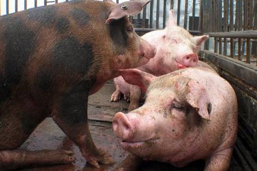9月9日猪价大跌，专家预测猪肉应该是“白菜价”！
