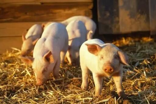 湖北黄冈:在重建和扩建的养猪场，126头猪的产量稳步恢复
