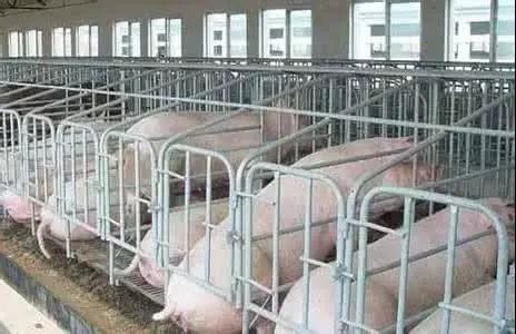请收集母猪饲养管理的10个要点！
