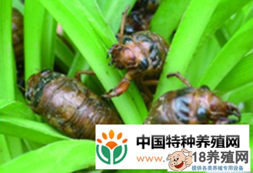 一种金蝉的养殖方法
_昆虫养殖(养金蝉的技巧)