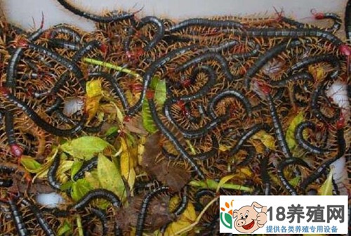 如何识破蜈蚣养殖骗局
_昆虫养殖(养蜈蚣的技巧)