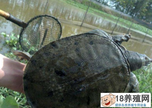 几种常见的海龟养殖模式介绍
_水产养殖(养甲鱼的技巧)