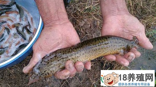泥鳅养殖建池 泥鳅对池塘环境的要求