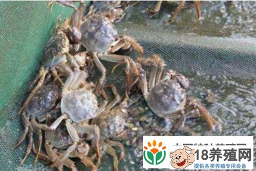 如果蟹苗在适应期死亡怎么办
_水产养殖(养河蟹的技巧)