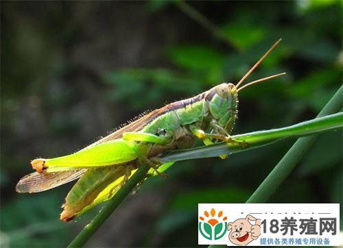蝗虫养殖技术的前期准备
_昆虫养殖(养蚂蚱的技巧)