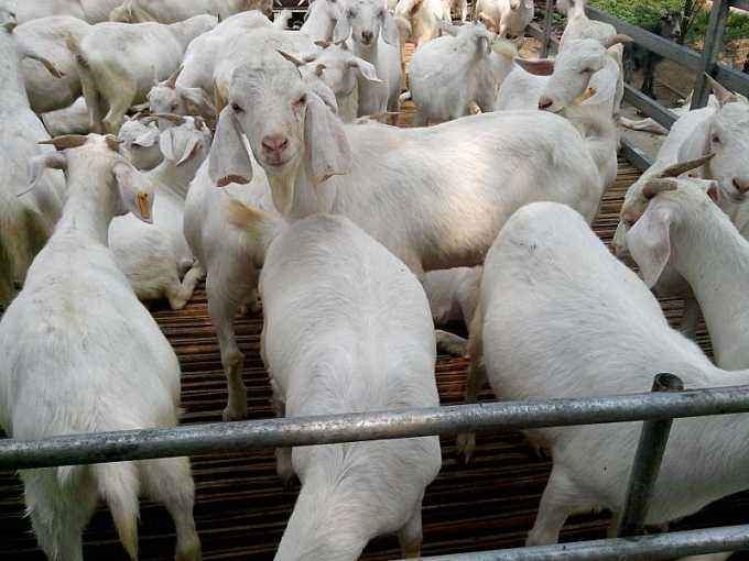 如何预防和控制舍饲绵羊的疫病？