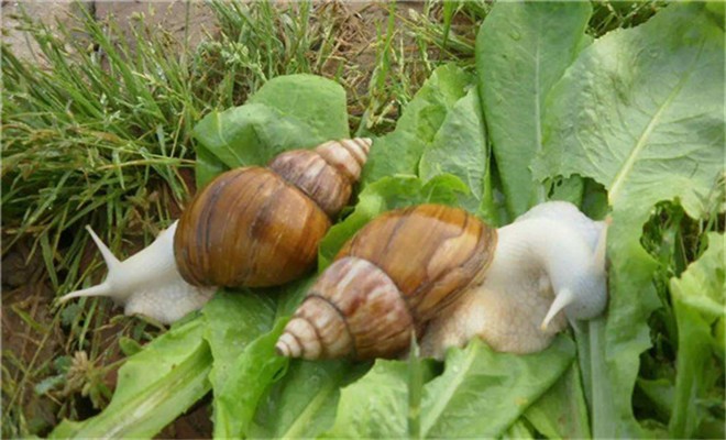 蜗牛繁殖与繁殖的要点
