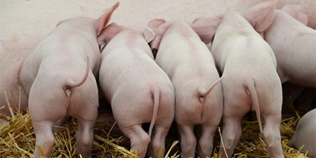 “猪老板”在美国的地位没有保障？中国建造了世界上最大的养猪场，年产量为210万头