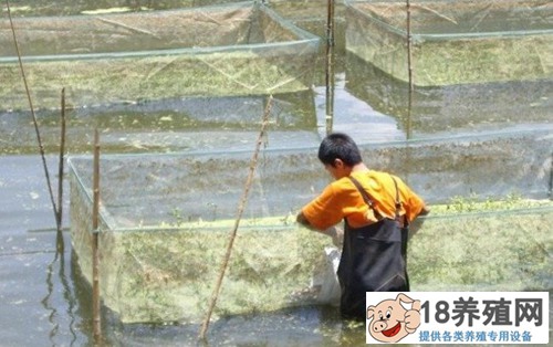 笼养黄鳝的方法
_水产养殖(养黄鳝的技巧)